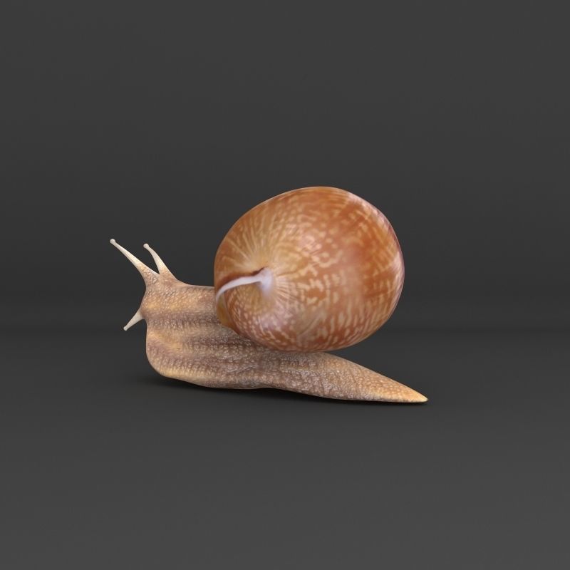 Snail 3D model_3
