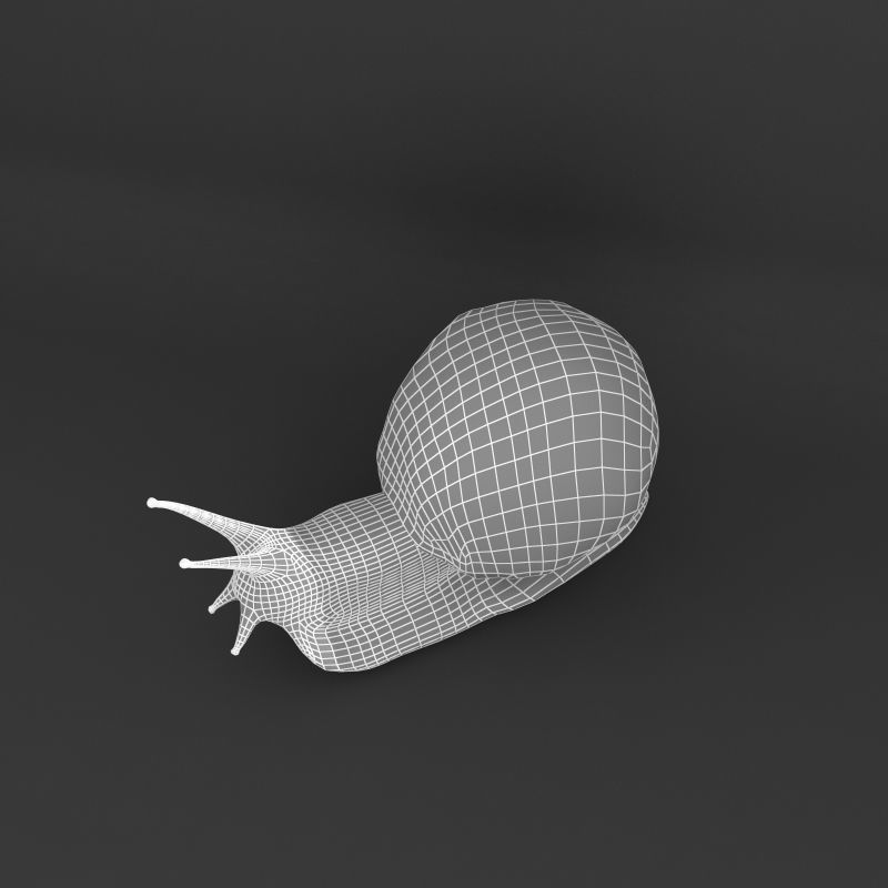 Snail 3D model_9