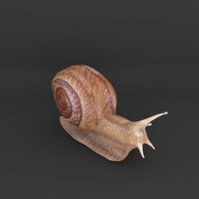 Snail 3D model_6