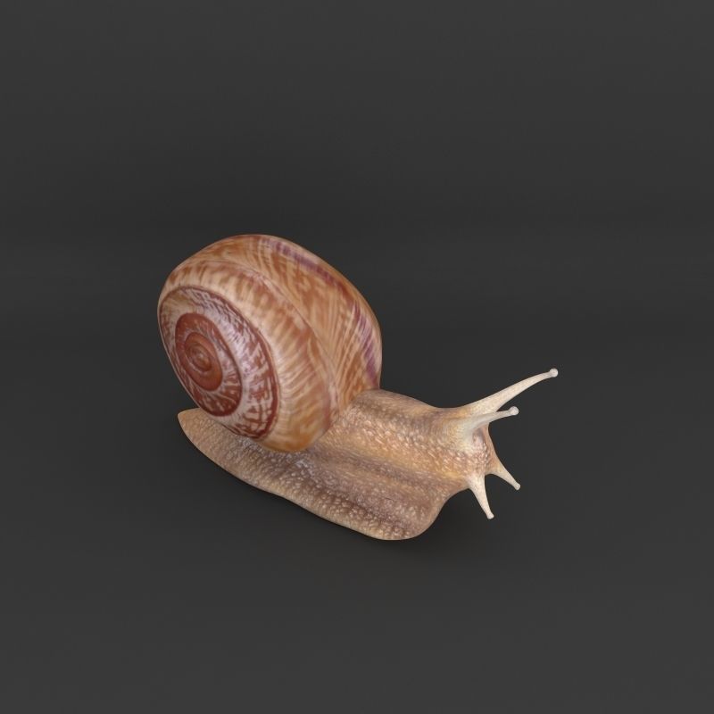 Snail 3D model_4
