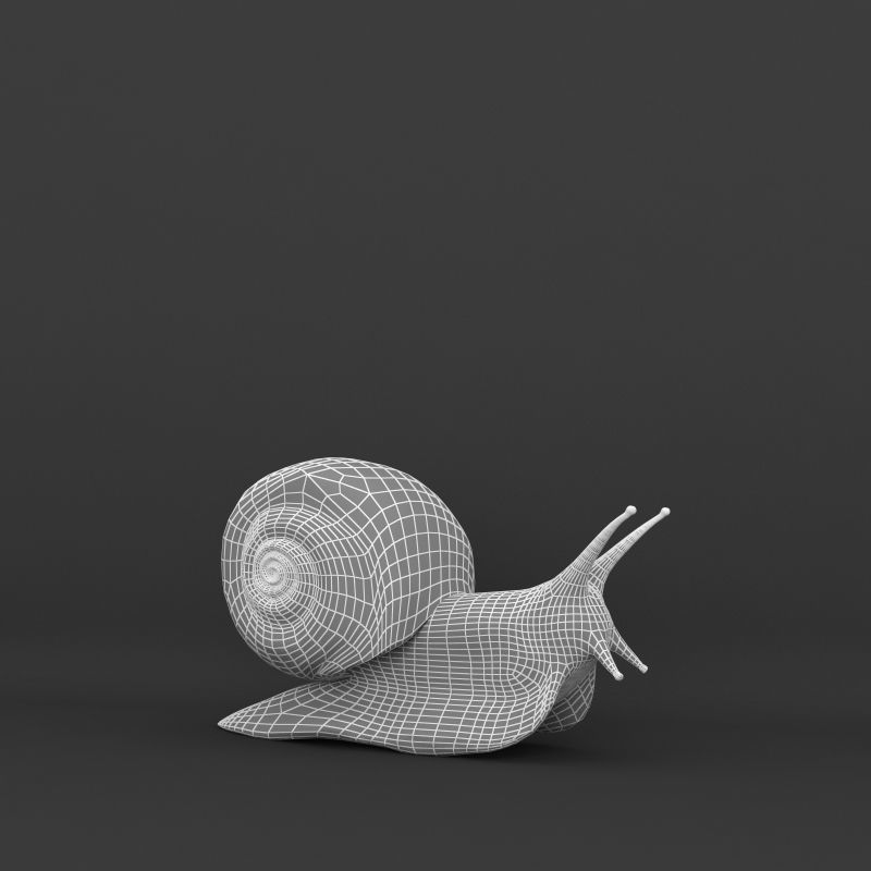 Snail 3D model_7