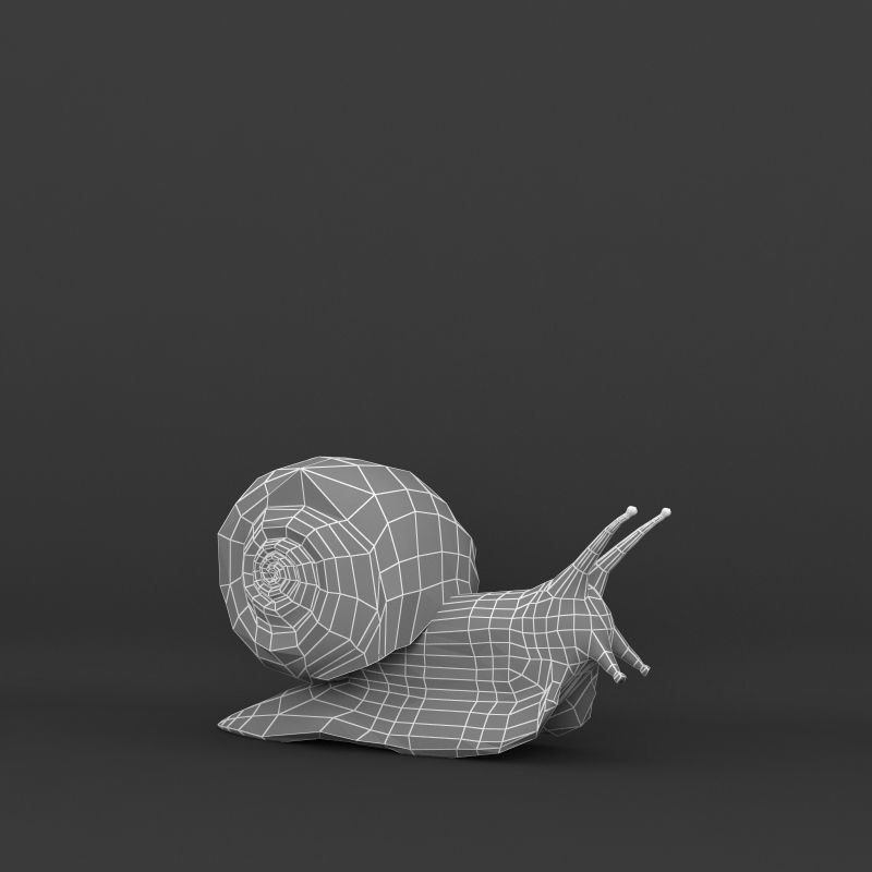 Snail 3D model_8
