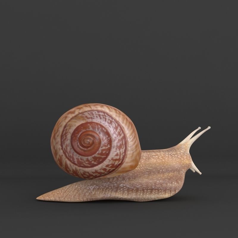 Snail 3D model_1