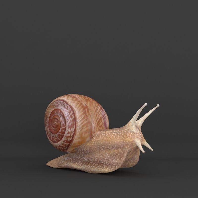 Snail 3D model_5