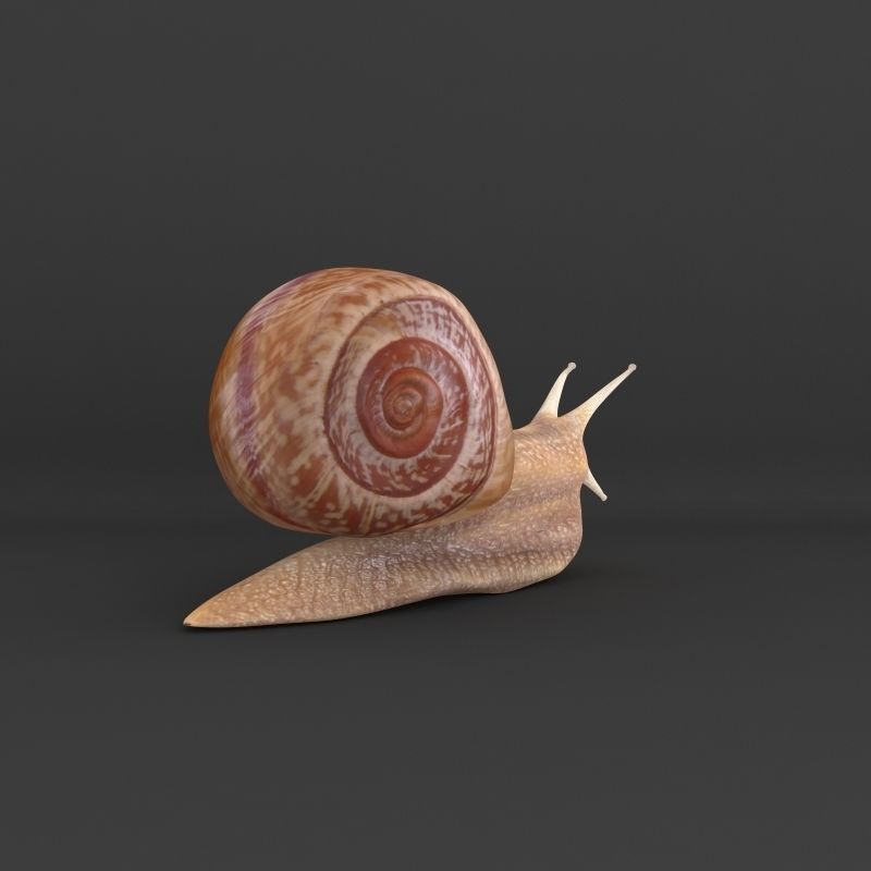Snail 3D model_2