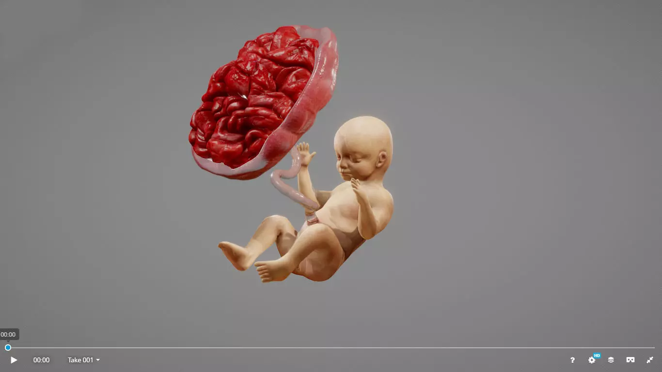3D model Fetus Animated VR / AR / low-poly animated | CGTrader