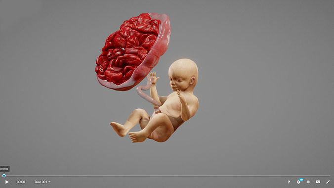 Fetus Animated Low-poly 3D model