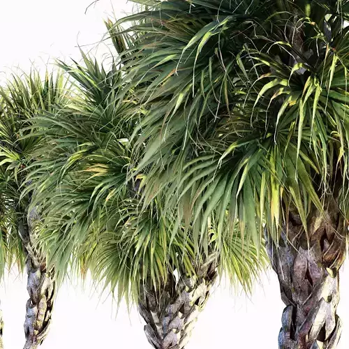 Palmetto Palm tree