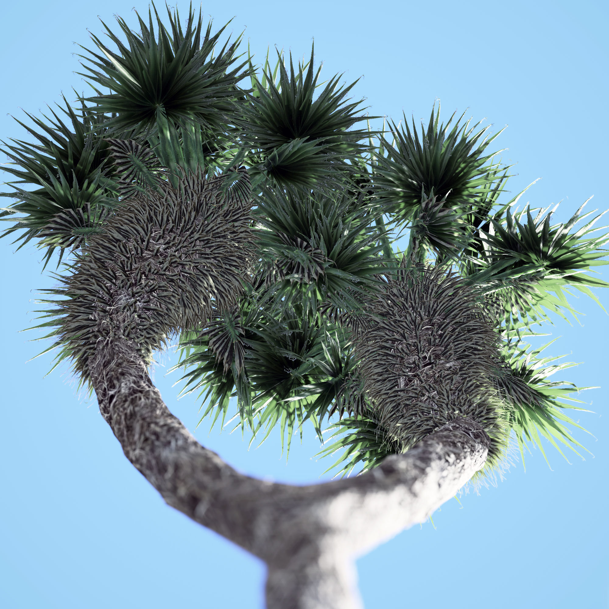Chinese Fan Palm tree 3D model_3