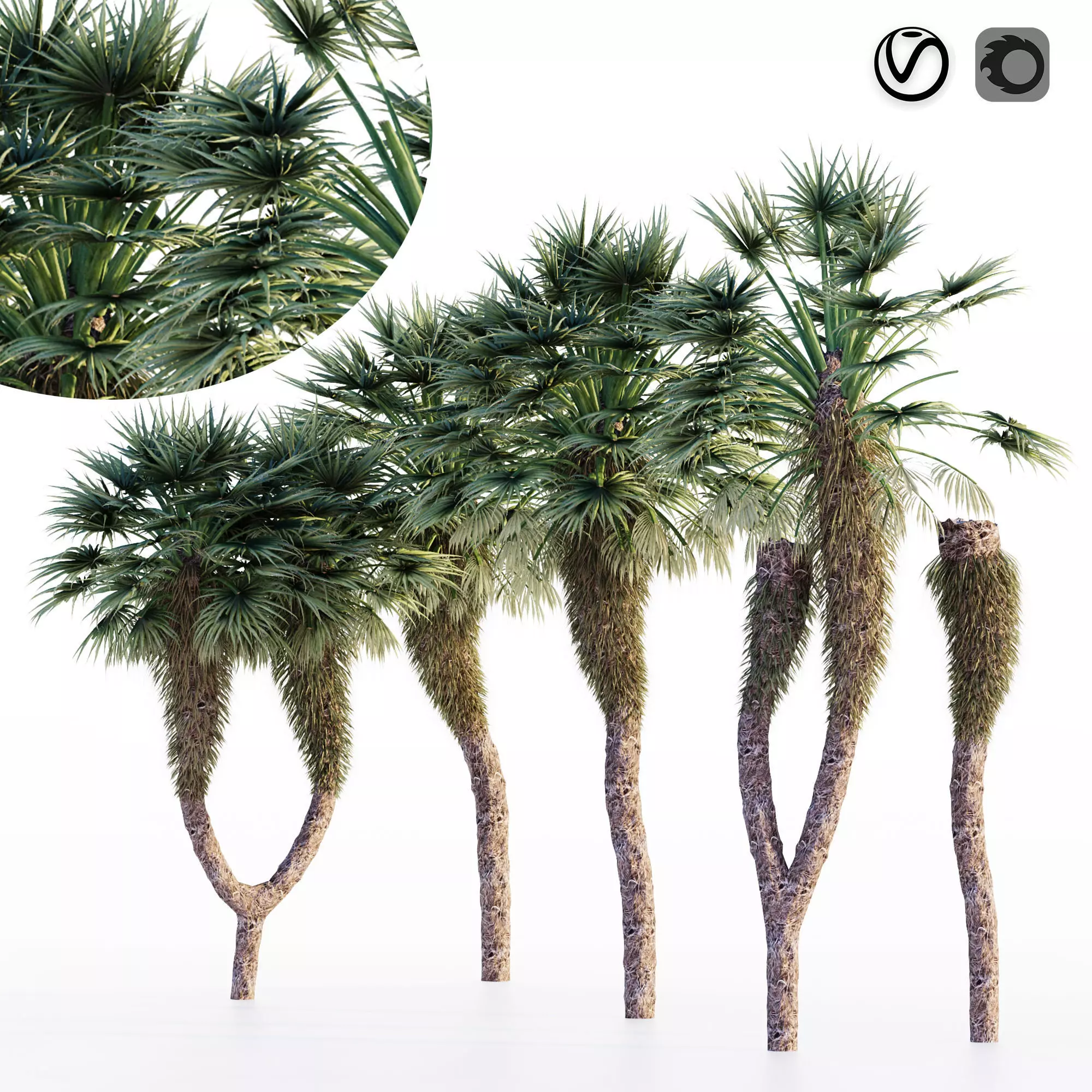 Chinese Fan Palm tree 3D model_0