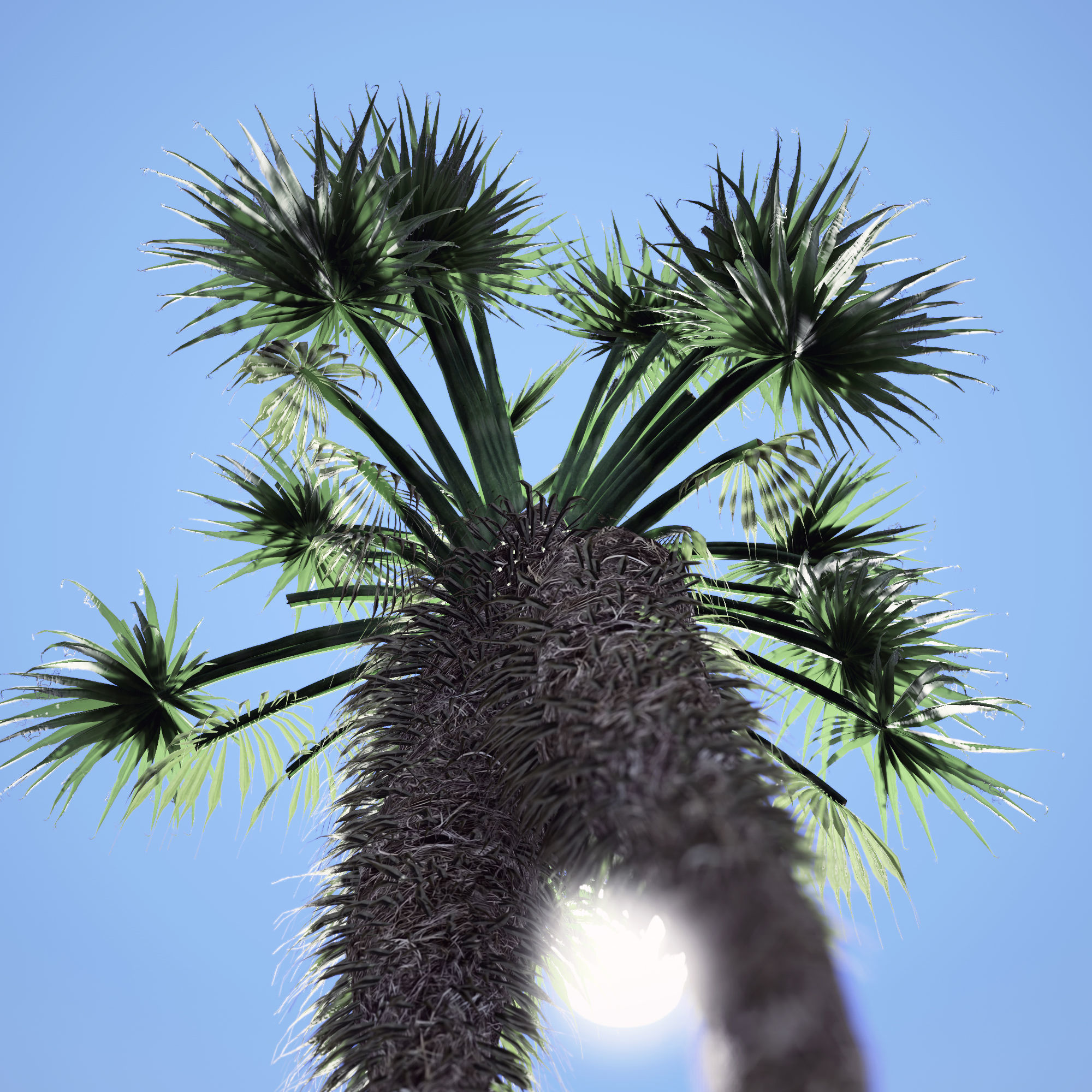 Chinese Fan Palm tree 3D model_2