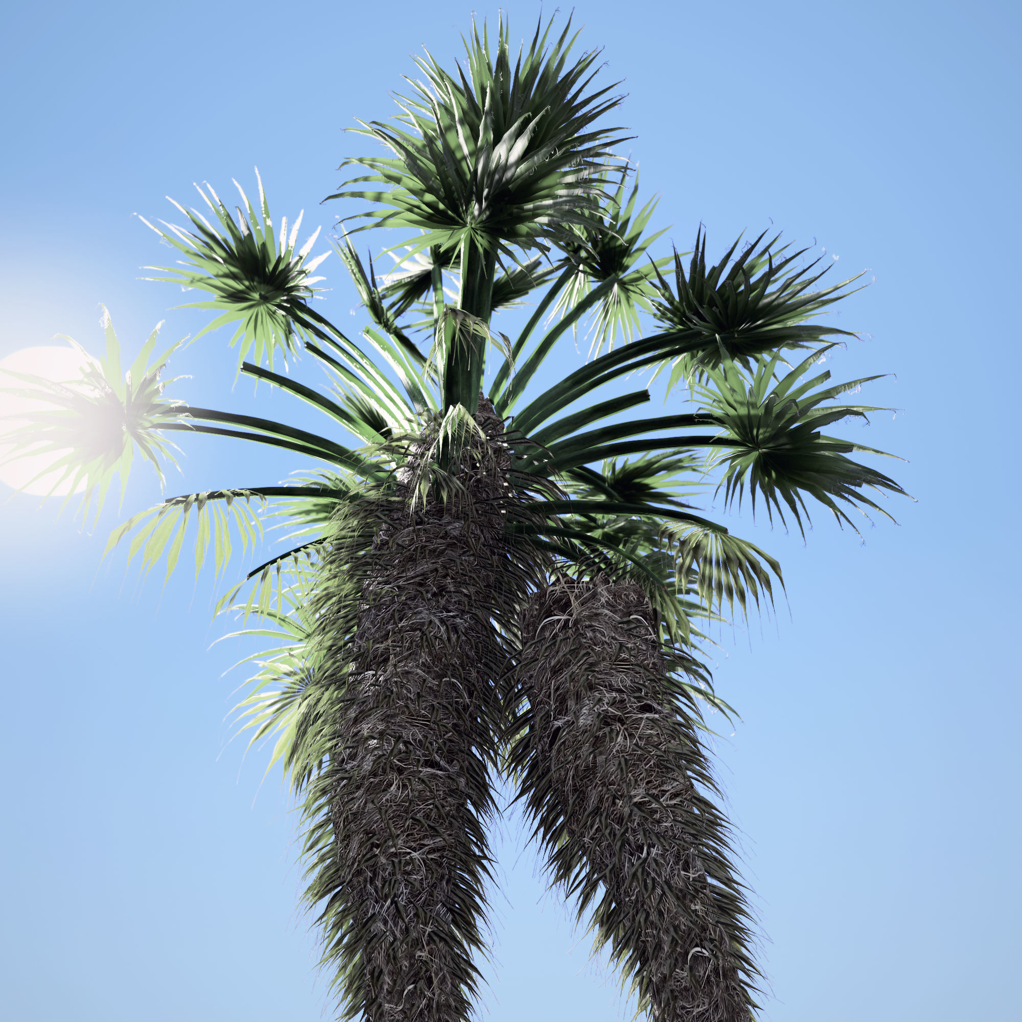 Chinese Fan Palm tree 3D model_1