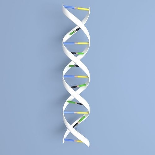 DNA Double Helix Low-poly 3D model