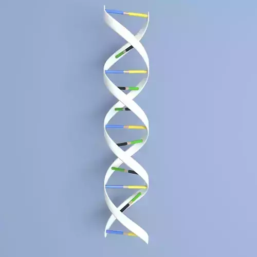 DNA Double Helix Low-poly 3D model