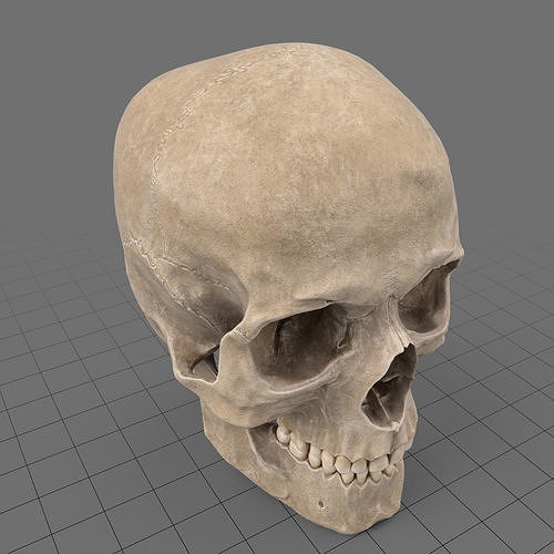 Human skull 3D model