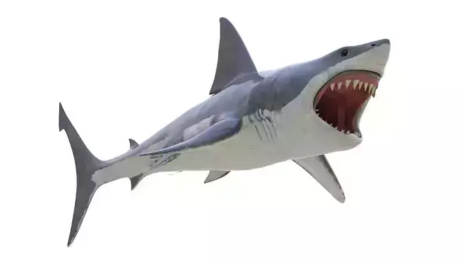 Great White Shark 3D model