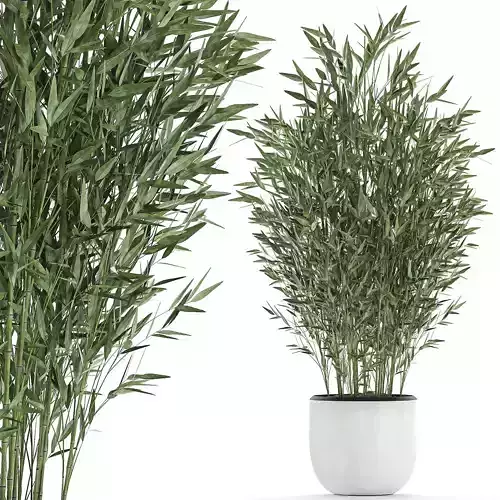 Bamboo bush in a white flowerpot 653 3D model