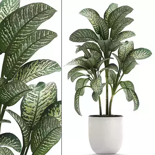 Dieffenbachia in a white flowerpot 654