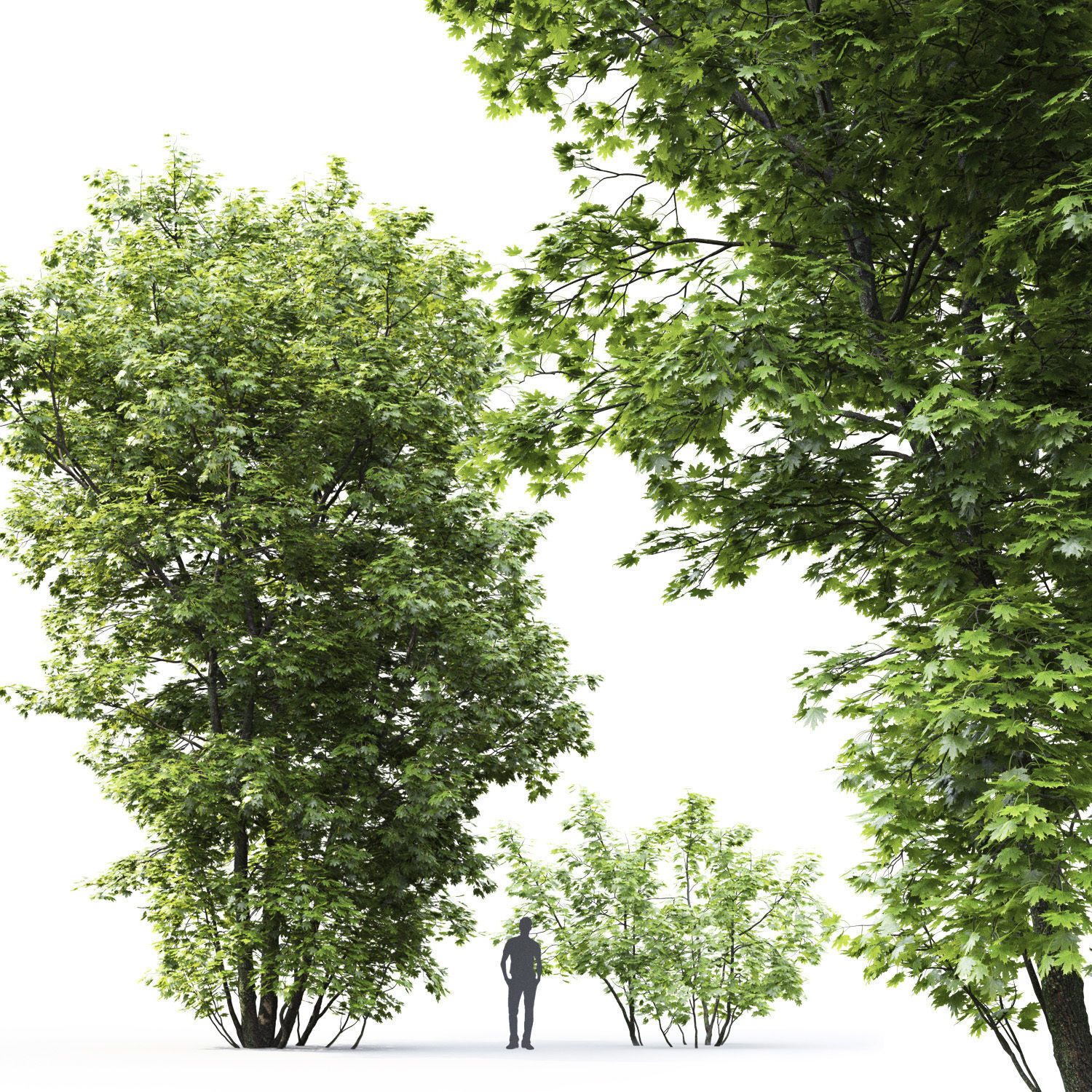 Maple-tree 04 H12m 3D model_2