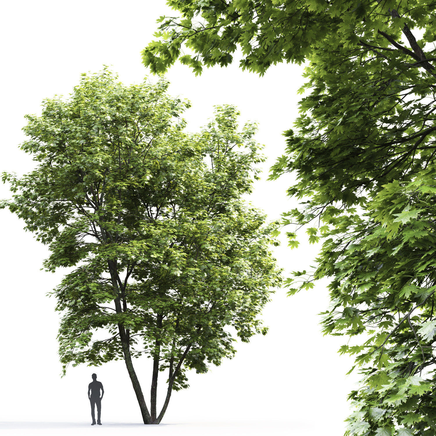 Maple-tree 04 H12m 3D model_1