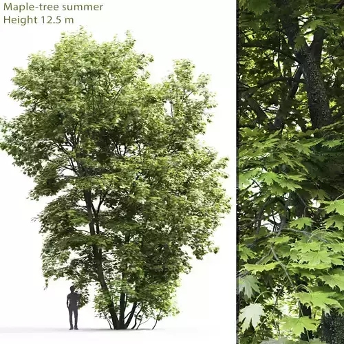Maple-tree 04 H12m 3D model