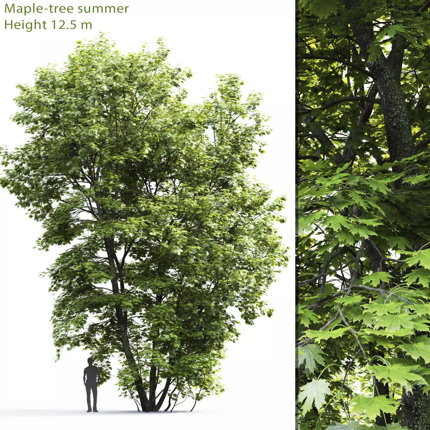 Maple-tree 04 H12m 3D model_0
