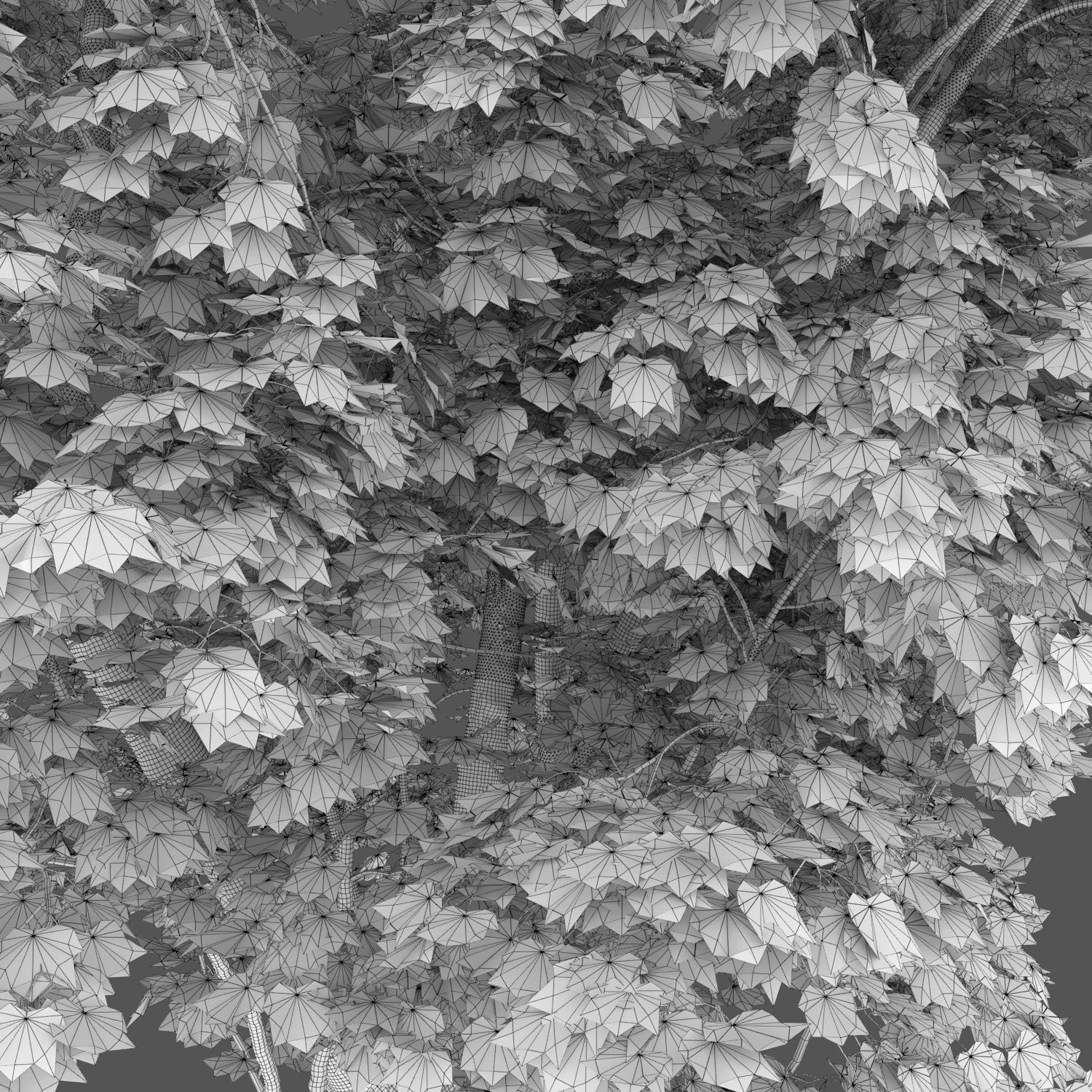 Maple-tree 04 H12m 3D model_3