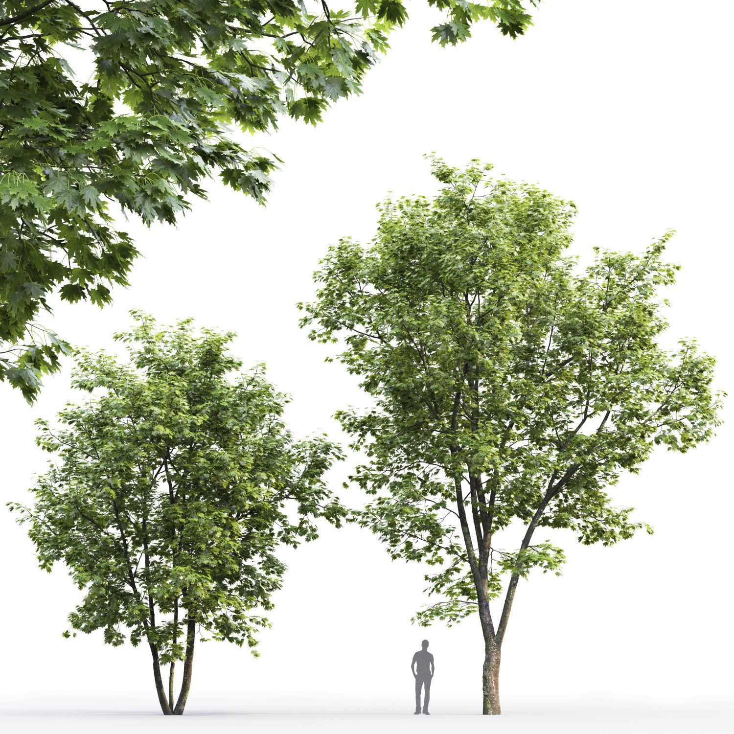 Maple-tree 05 H9-13m 3D model_1