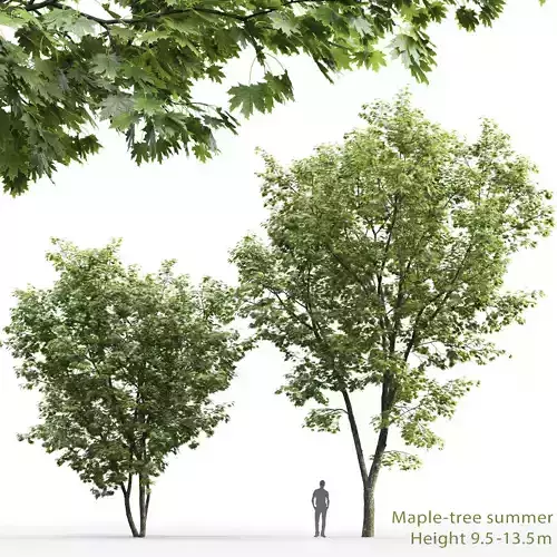 Maple-tree 05 H9-13m 3D model