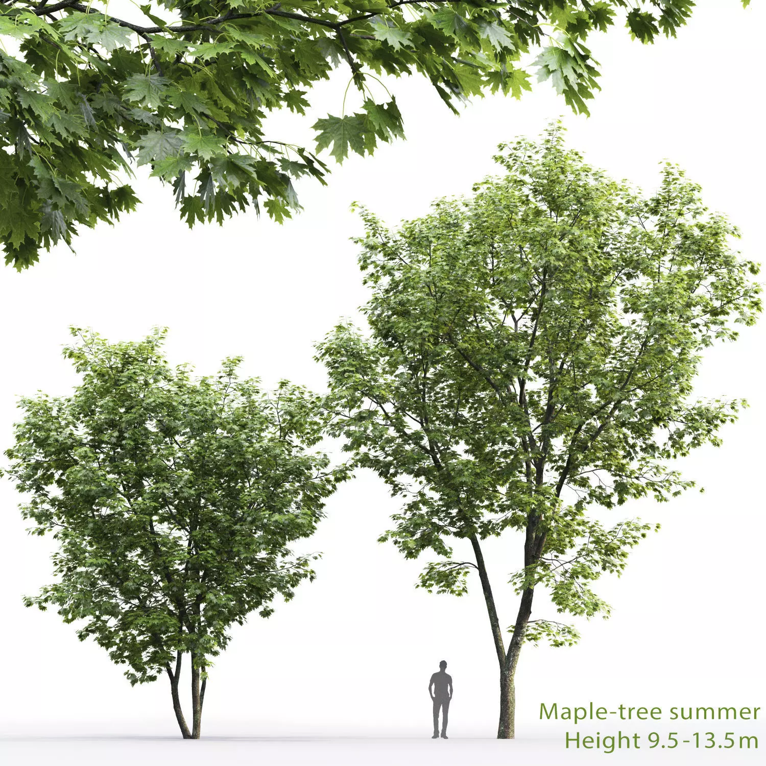 Maple-tree 05 H9-13m 3D model_0