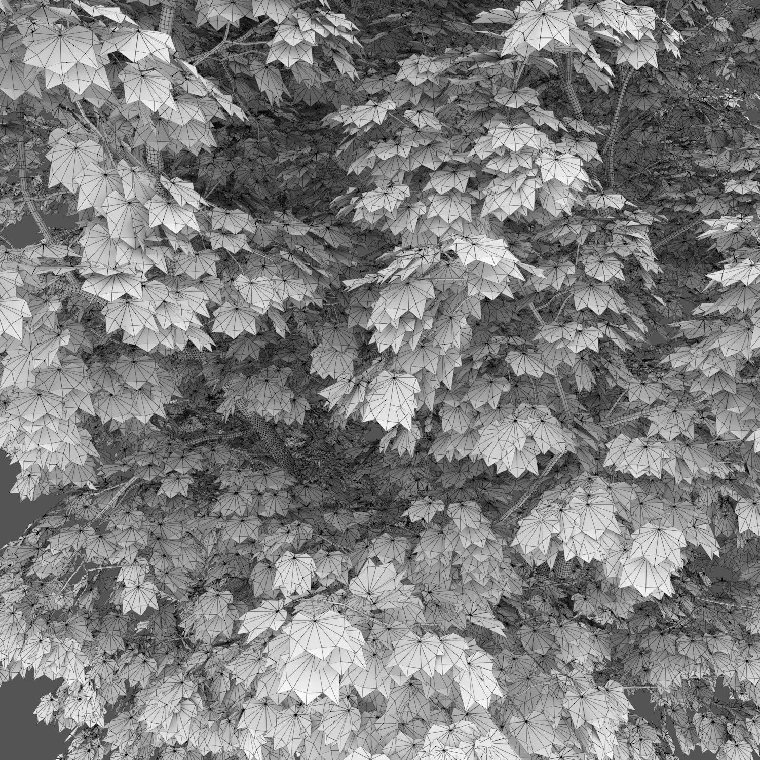 Maple-tree 05 H9-13m 3D model_3