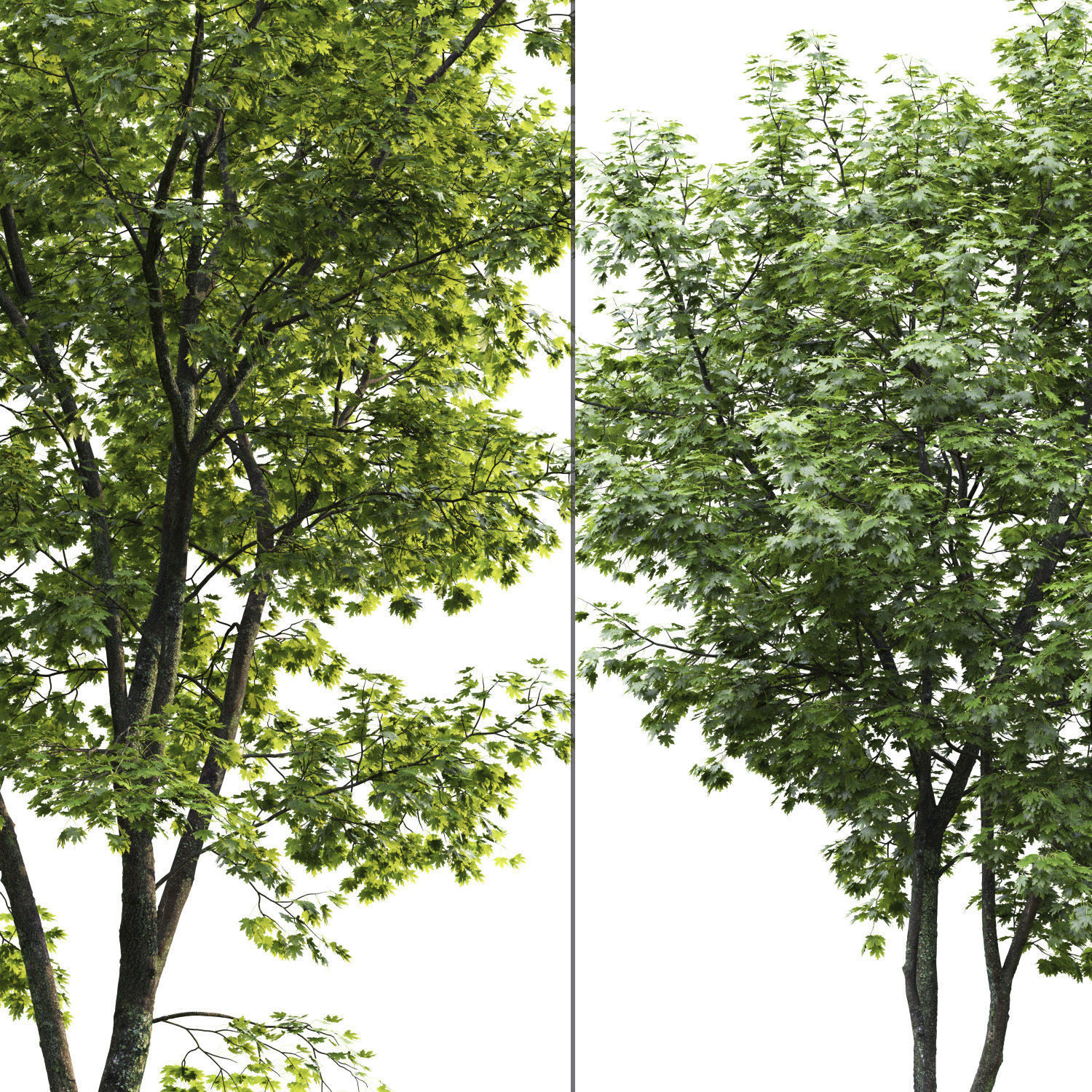 Maple-tree 05 H9-13m 3D model_2