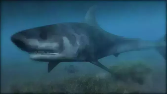 Low poly Shark 3D great swimming in ocean
