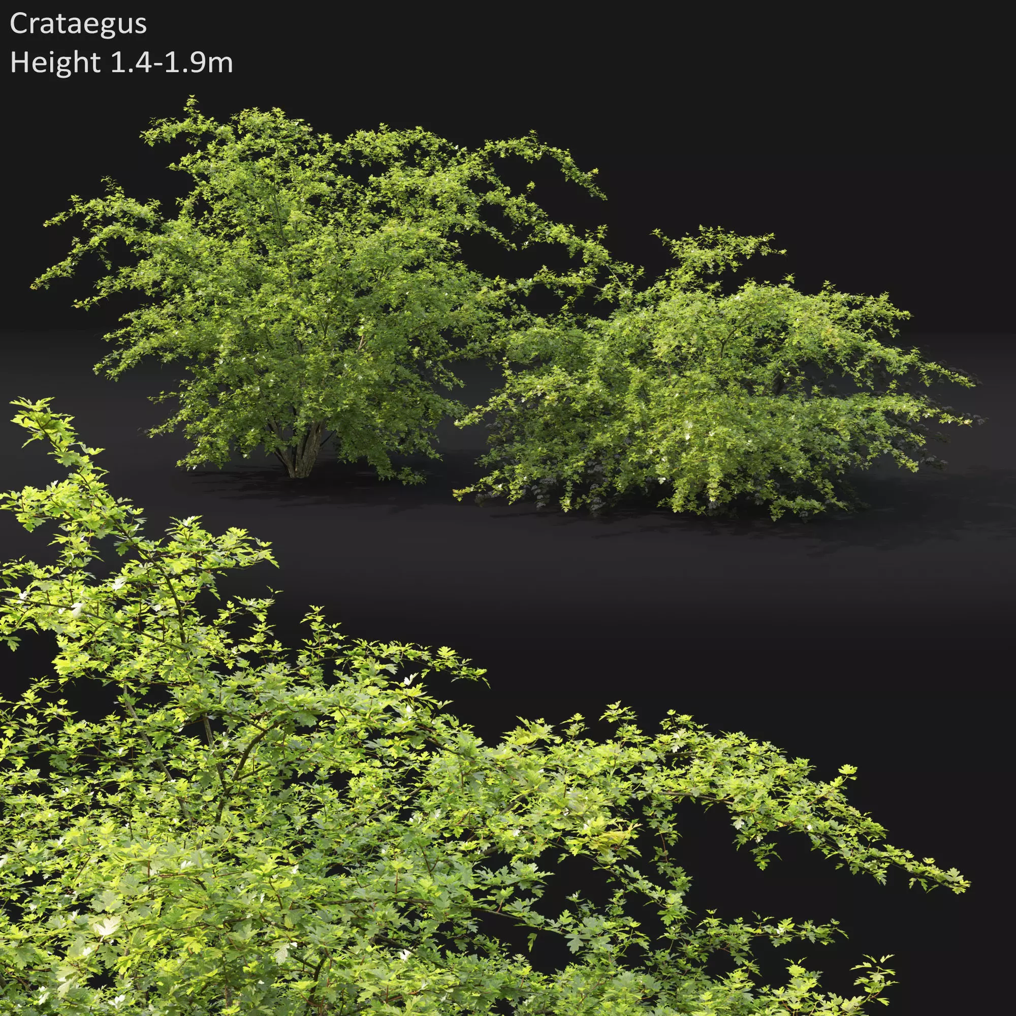 Crataegus 01 3D model