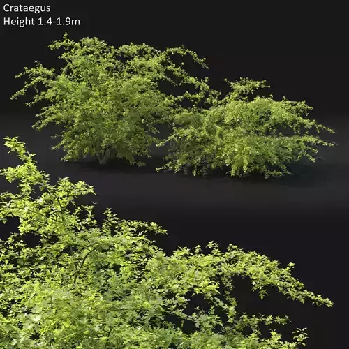 Crataegus 01 3D model