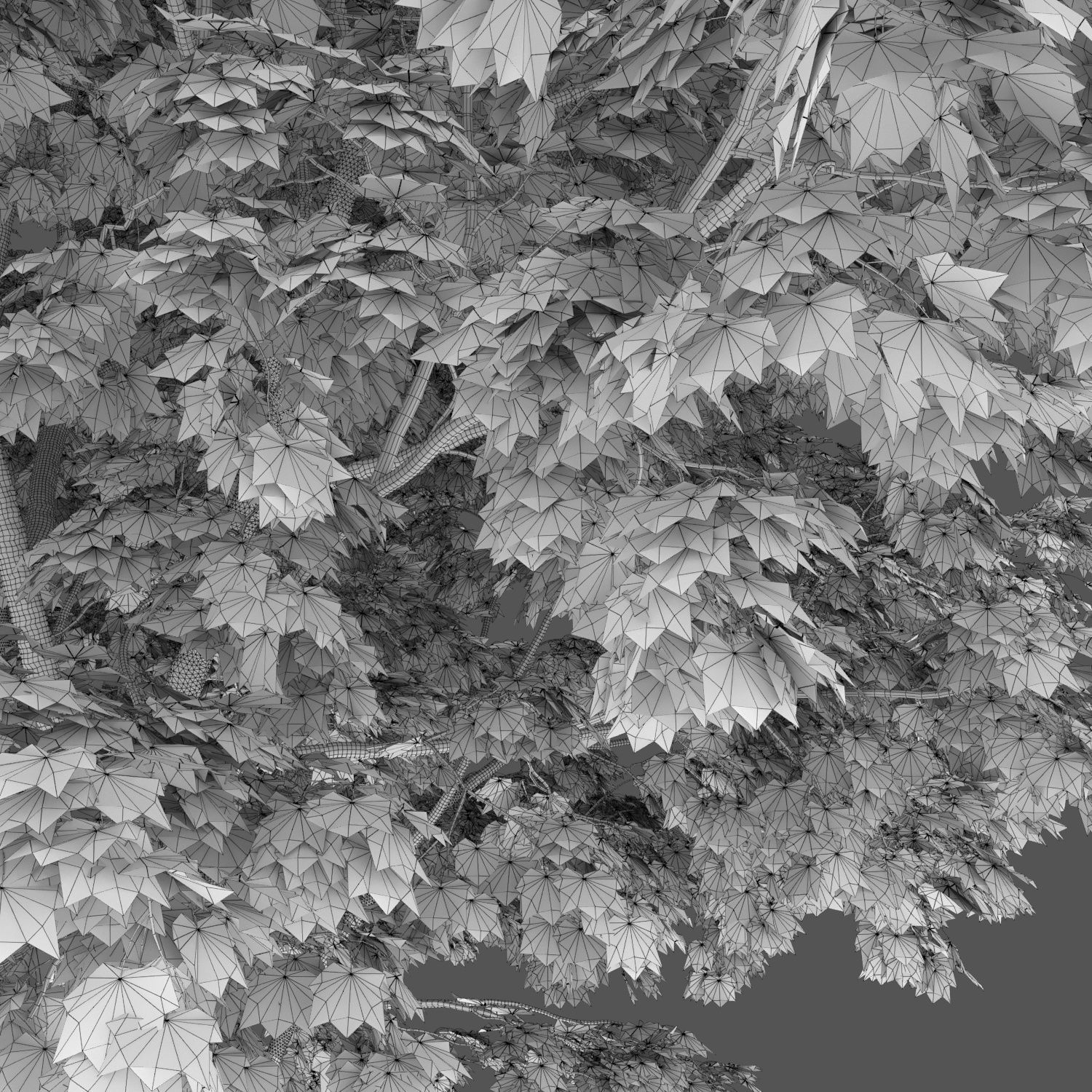 Maple-tree 06 H12m 3D model_3