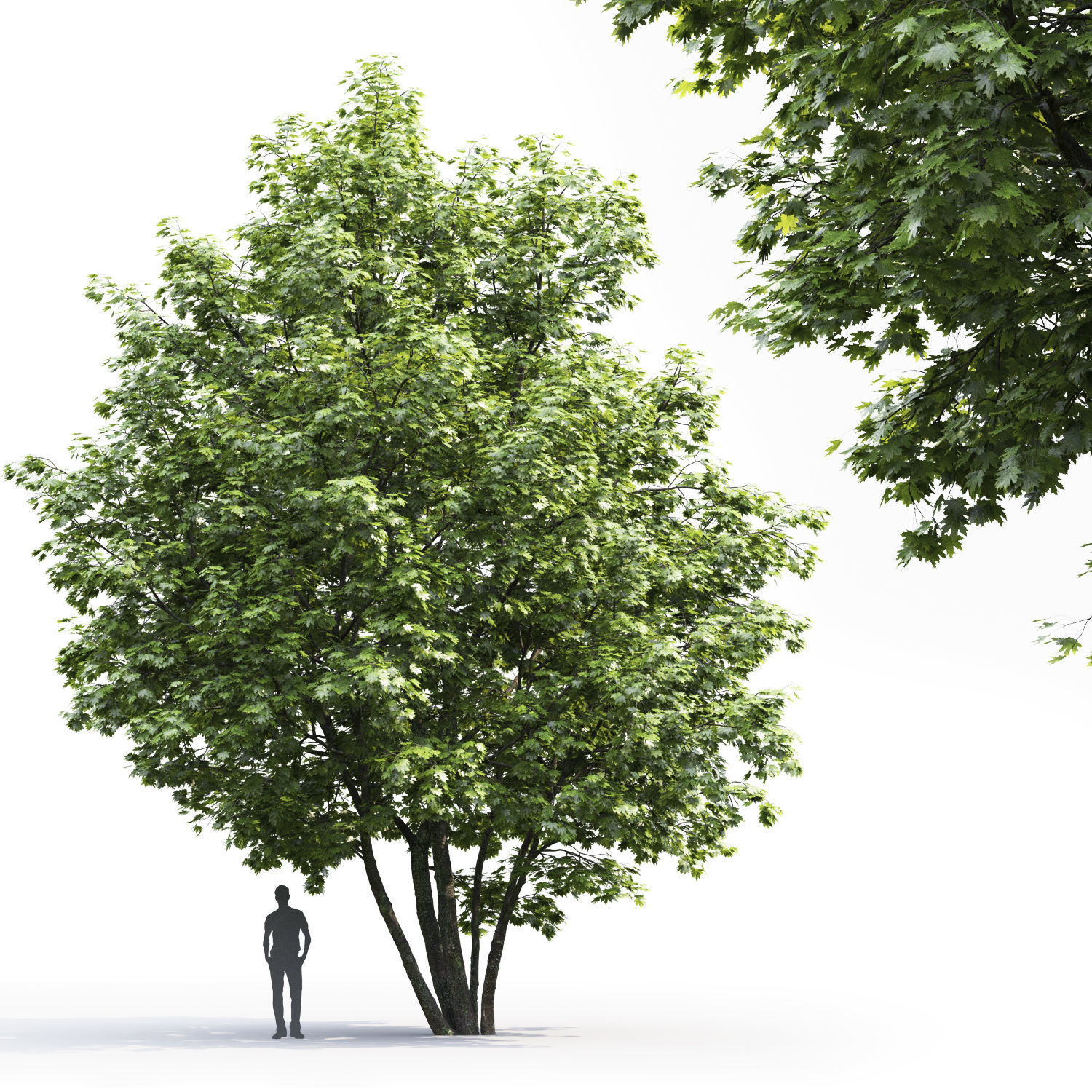 Maple-tree 06 H12m 3D model_1