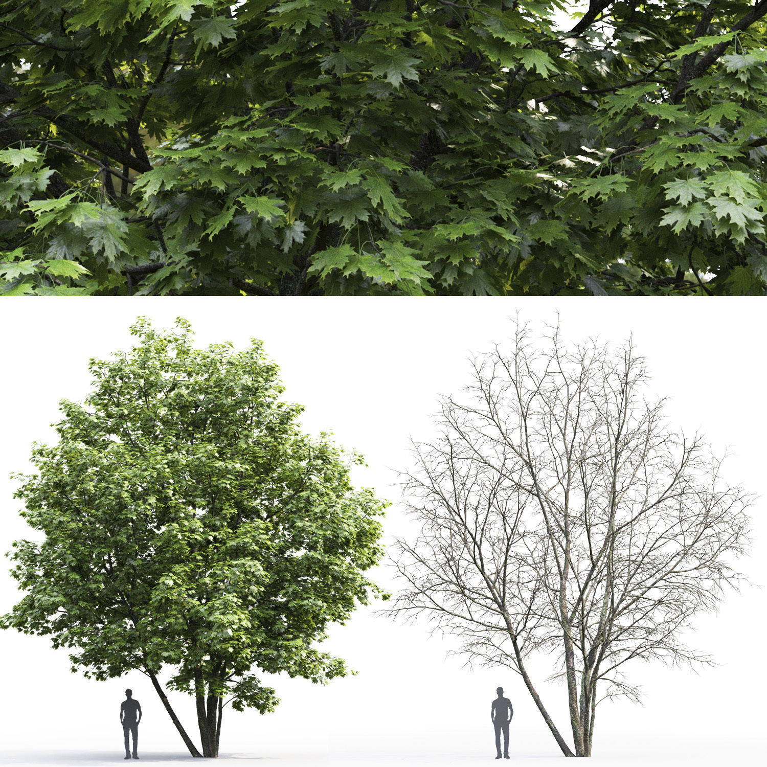 Maple-tree 06 H12m 3D model_2