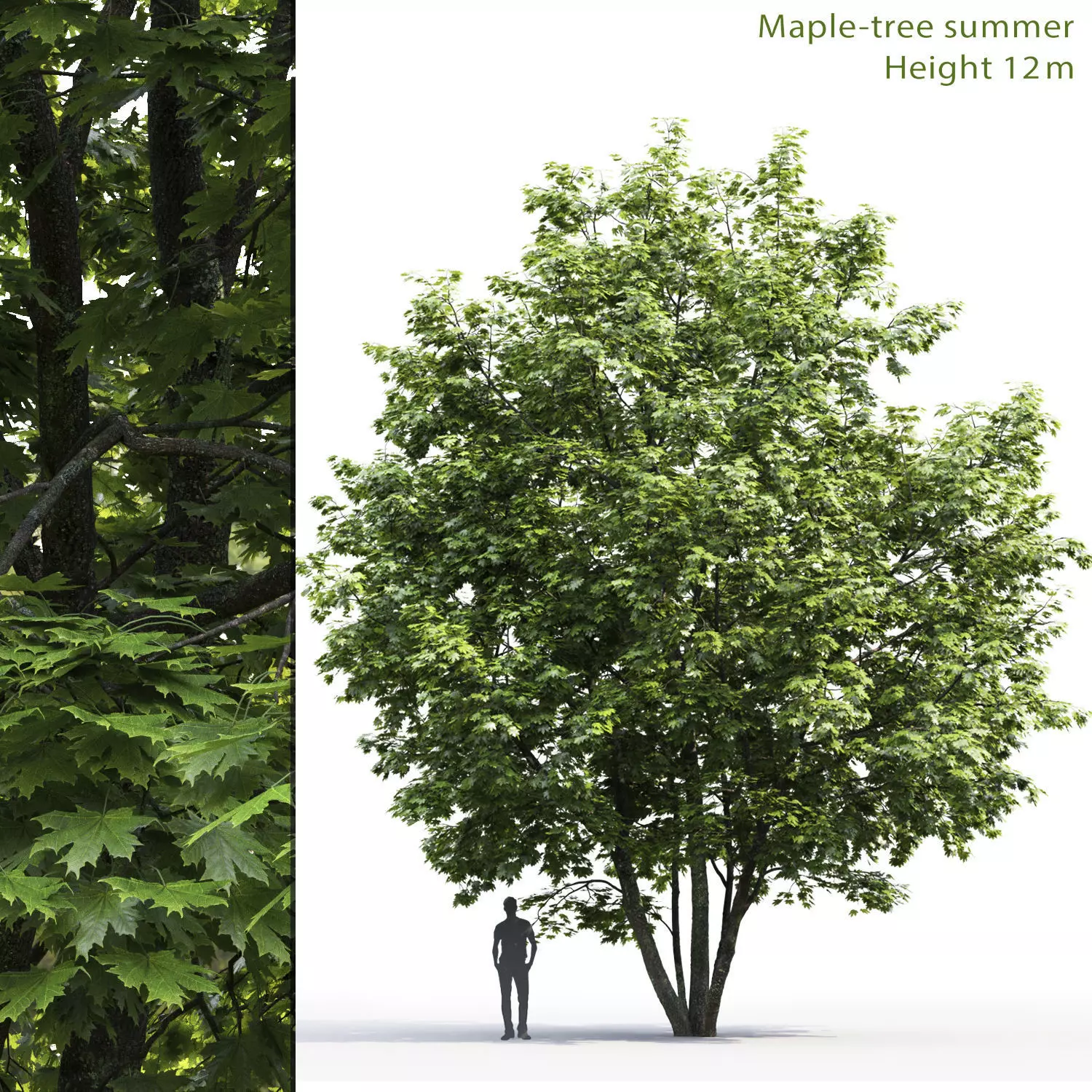 Maple-tree 06 H12m 3D model_0