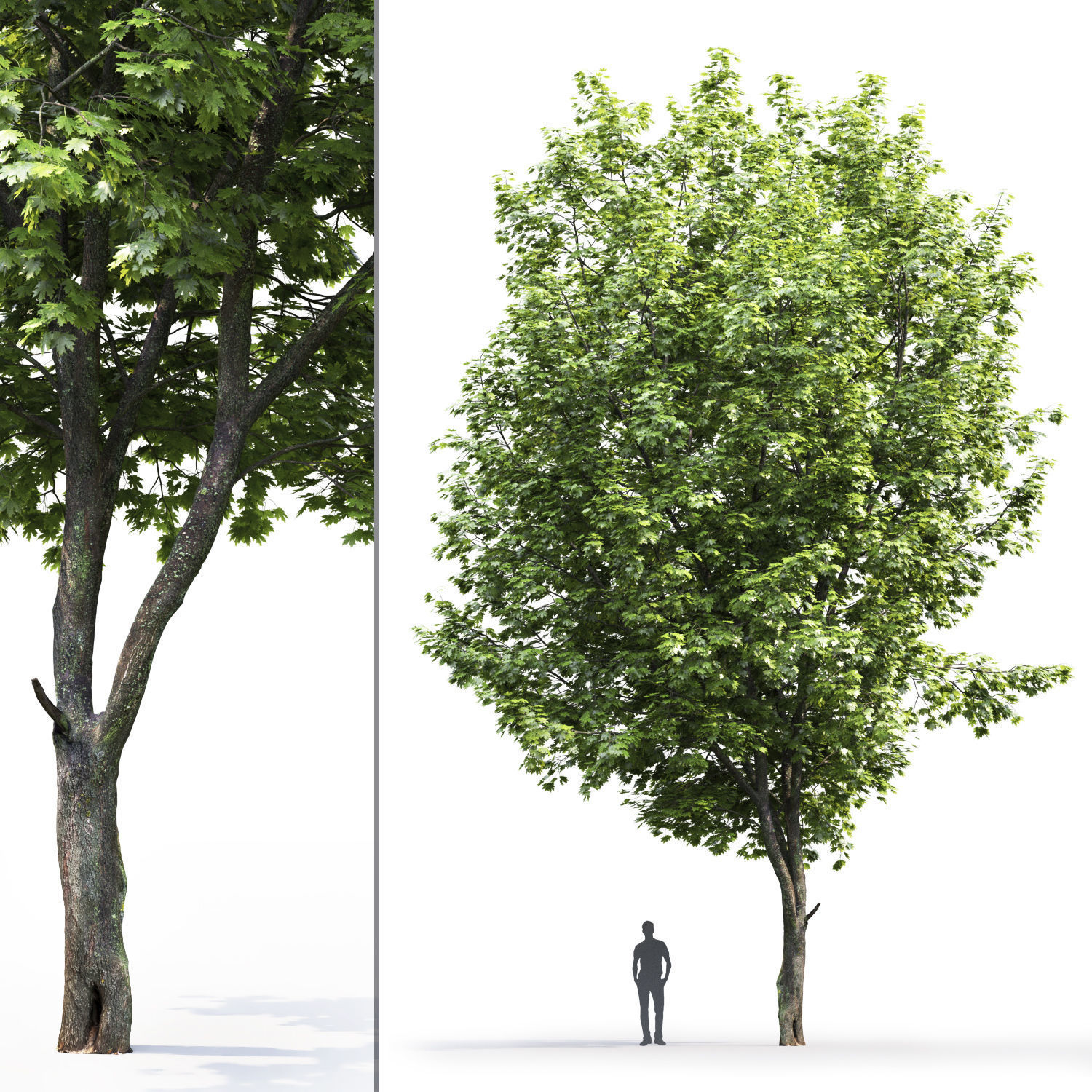 Maple-tree 07 H14m 3D model_1