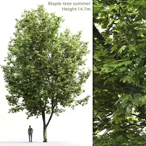 Maple-tree 07 H14m 3D model