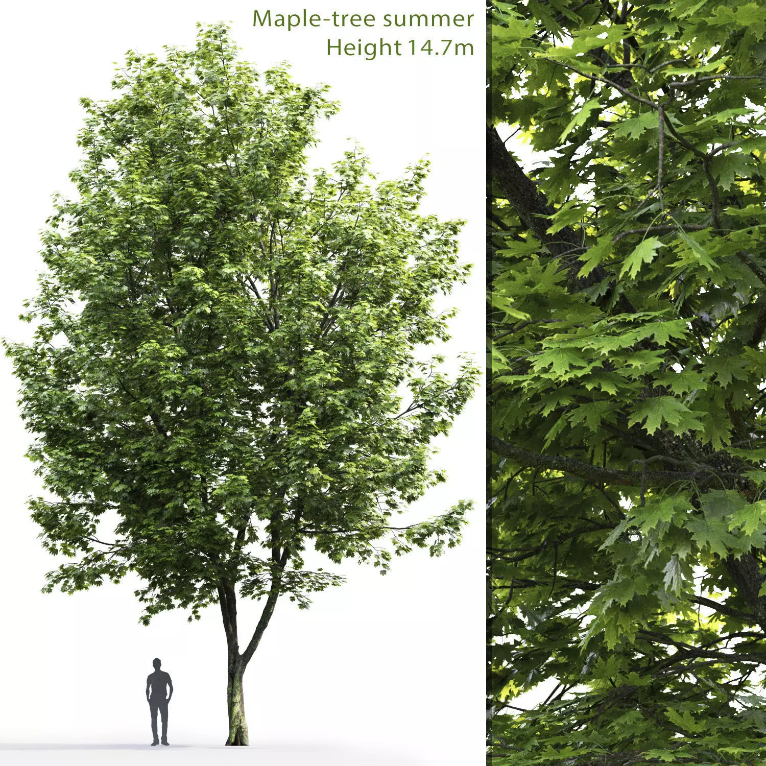 Maple-tree 07 H14m 3D model_0