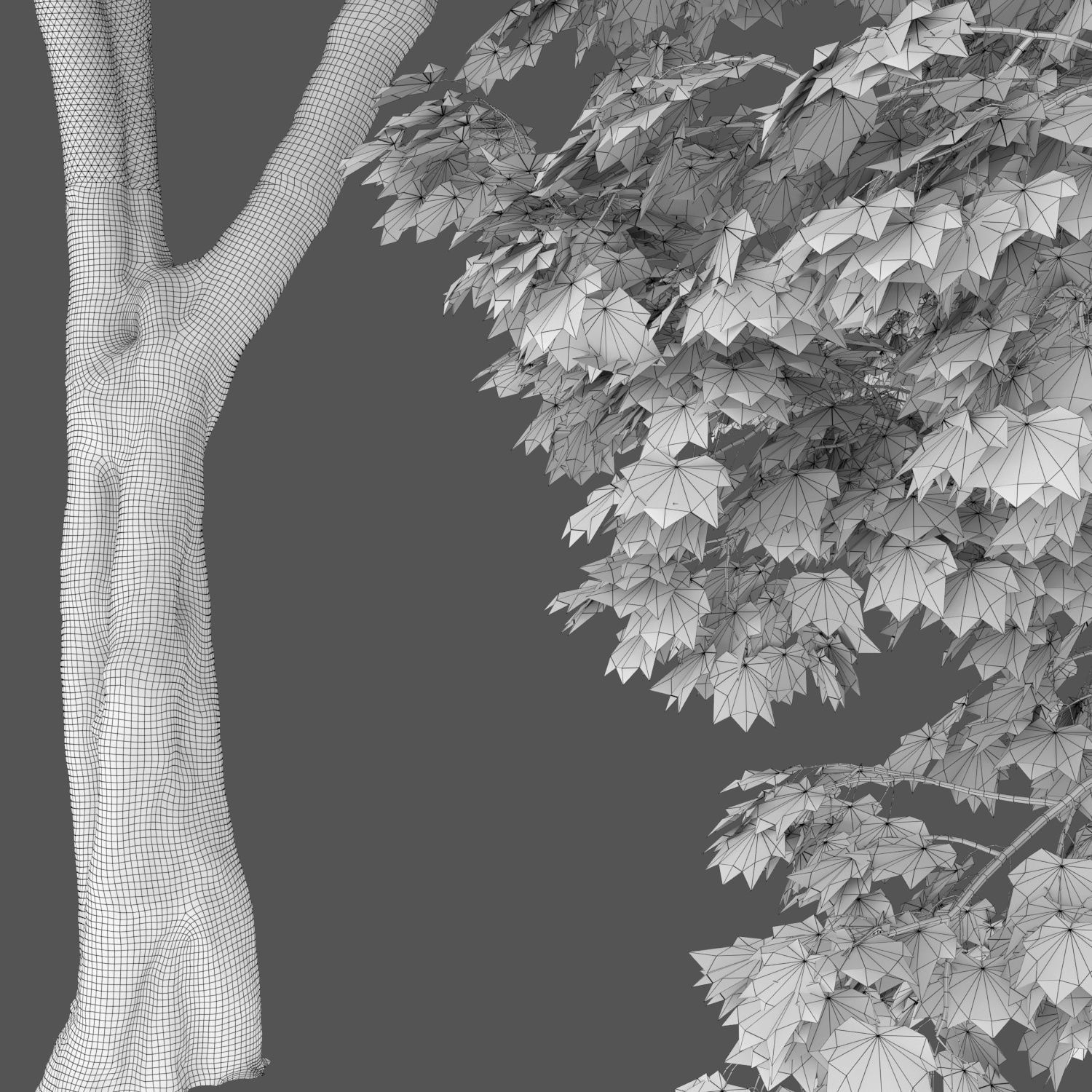 Maple-tree 07 H14m 3D model_3