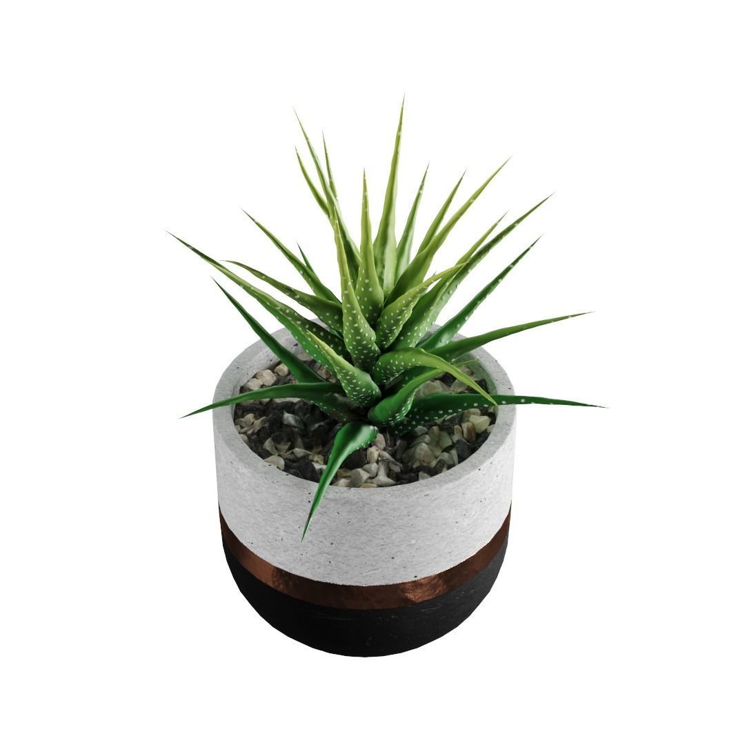 Succulent collection 1 PBR Cactus 3D model_2