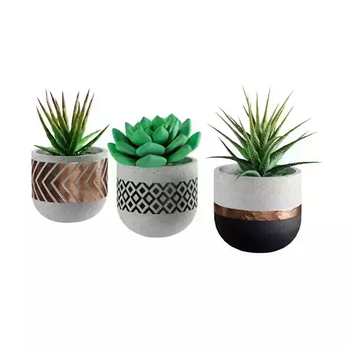 Succulent collection 1 PBR Cactus