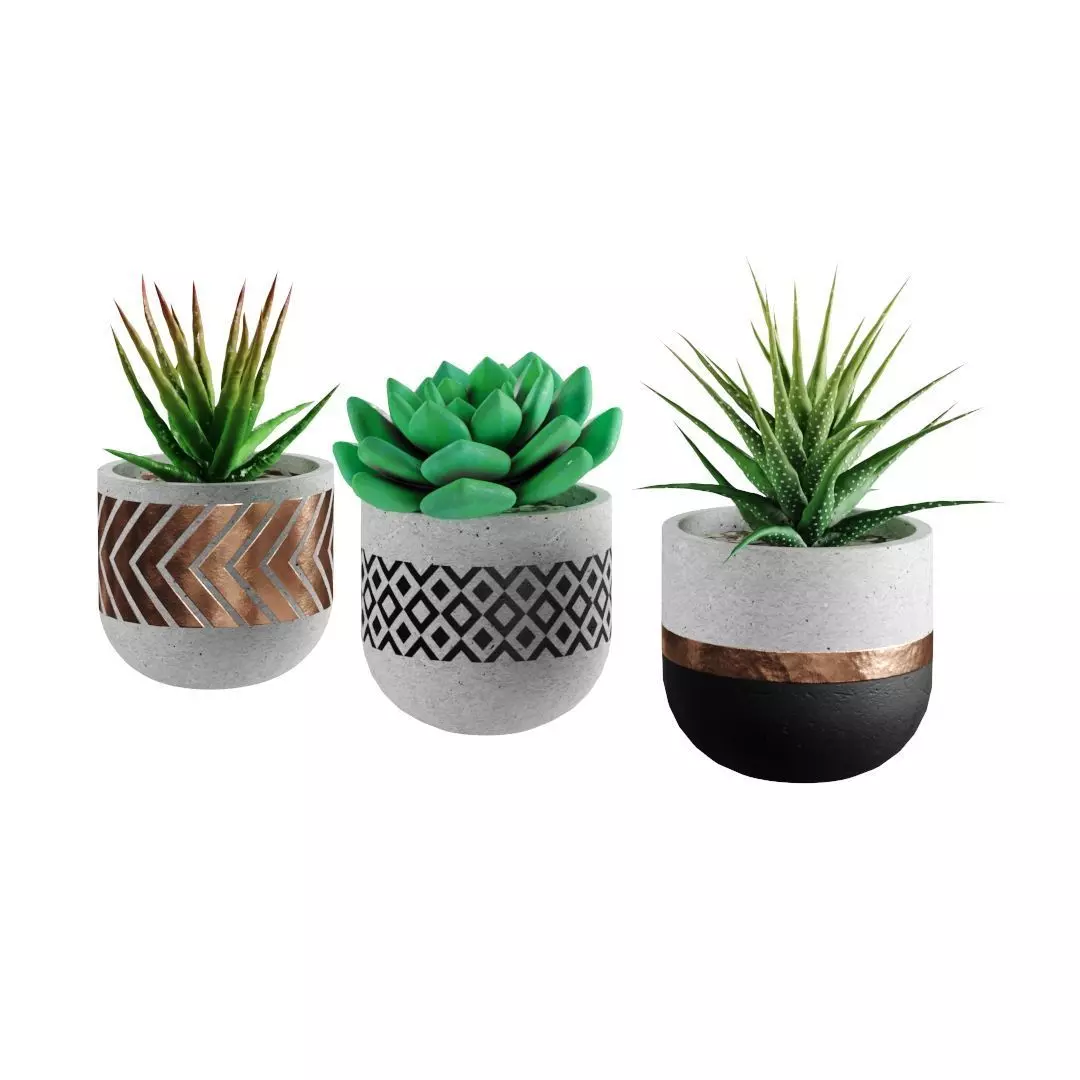 Succulent collection 1 PBR Cactus 3D model_0