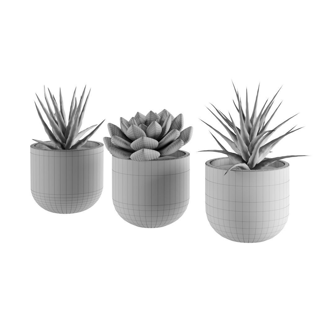 Succulent collection 1 PBR Cactus 3D model_3