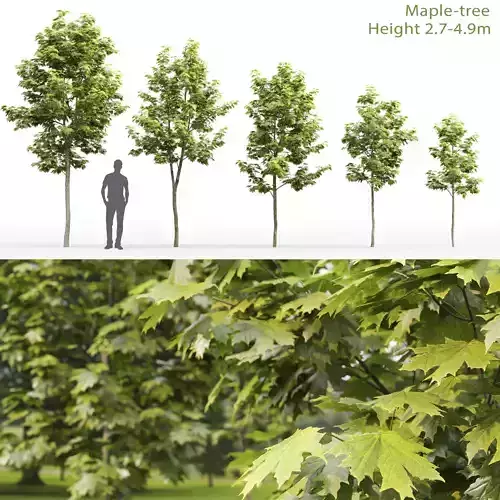 Maple-tree 08 H2-4m