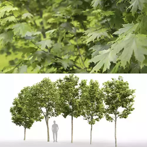 Maple-tree 10 H3-6m 3D model