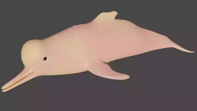 Pink River Dolphin BOTO